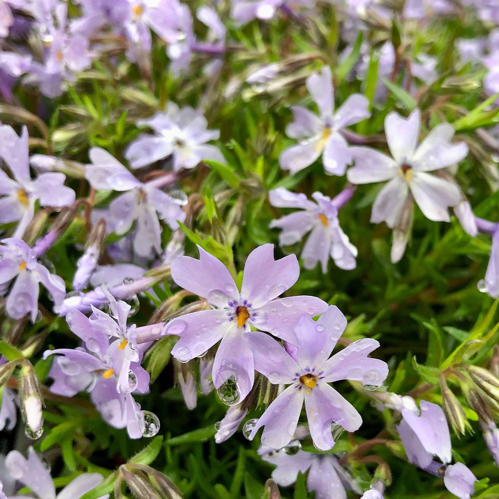 Phlox mousse 'emerald cushion blue' mini-motte ø 3/4 cm (par 5)