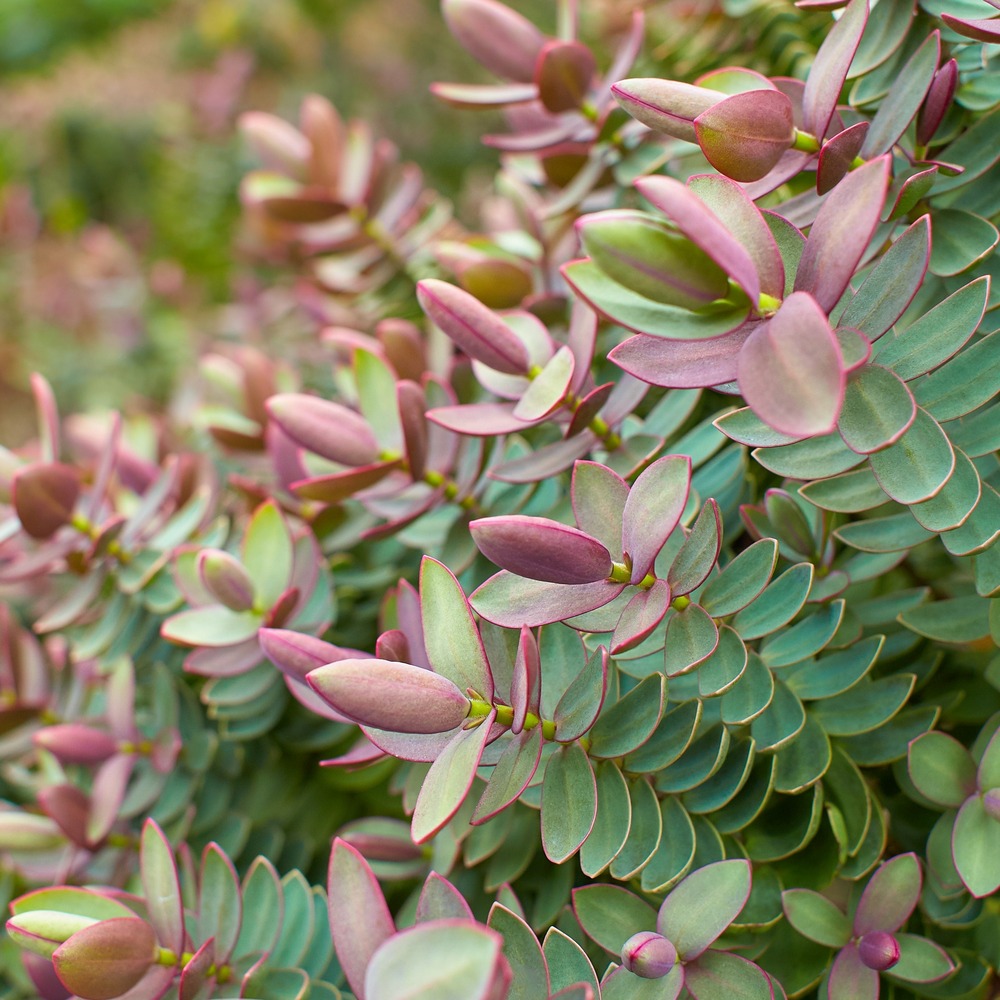 Véronique albicans red edge - le pot / 2l / hauteur livrée 12-15cm, vendu par lot de 2