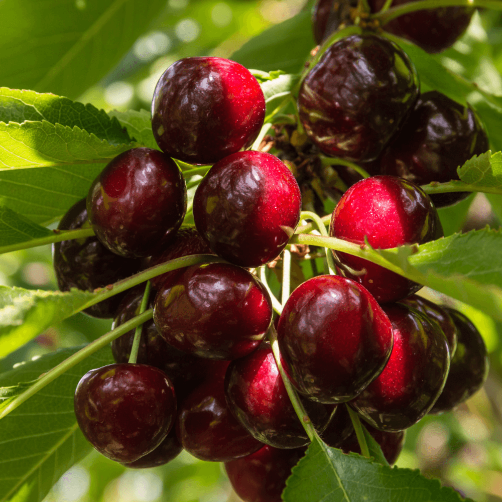 Prunus avium kordia - cerisier 120 cm en pot