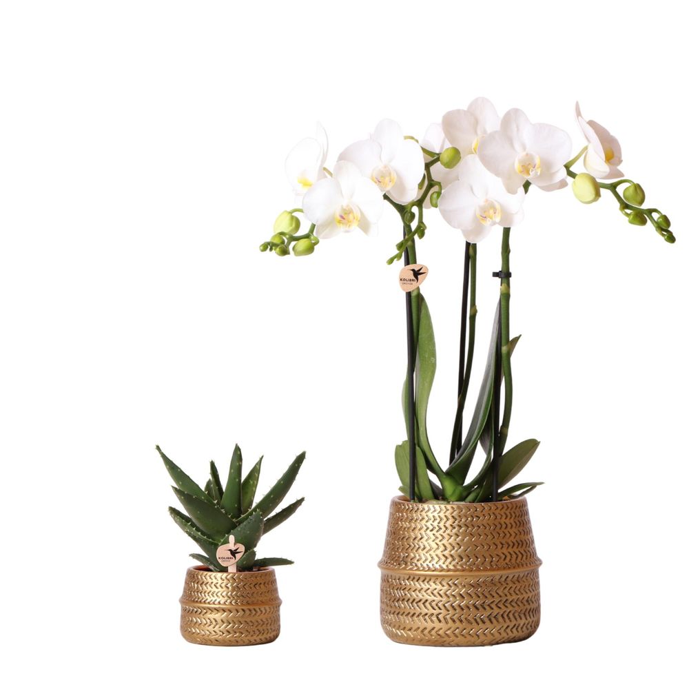 Orchidée phalaenopsis blanche (phalaenopsis amabilis) - set avec succulente et cache-pots dorés - pot de 9cm - plantes d'intérieur
