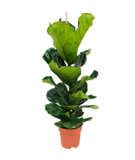 Ficus lyrata - figuier lyre - plante d’intérieur - dépolluante - pot 21 cm - hauteur 80-100 cm