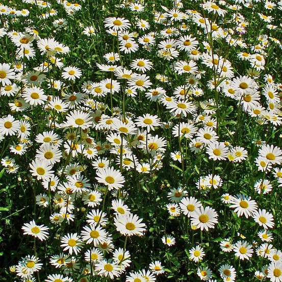 Marguerite commune pot de 2l/3l