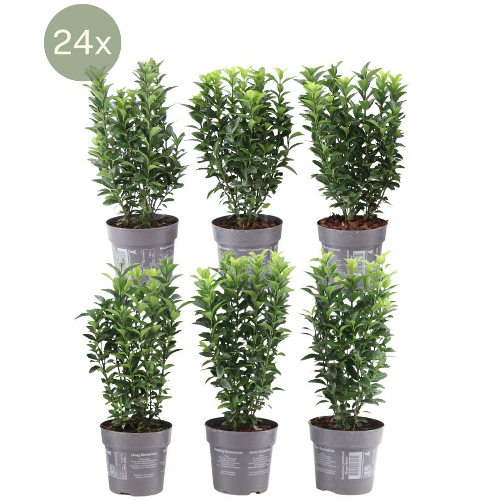 24 x euonymus japonicus 'green spire'