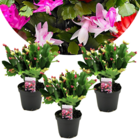 Schlumbergera tricolor - set de 3 cactus de noël - plante d'intérieur fleurie et colorée - pot 9cm - hauteur 15-25cm