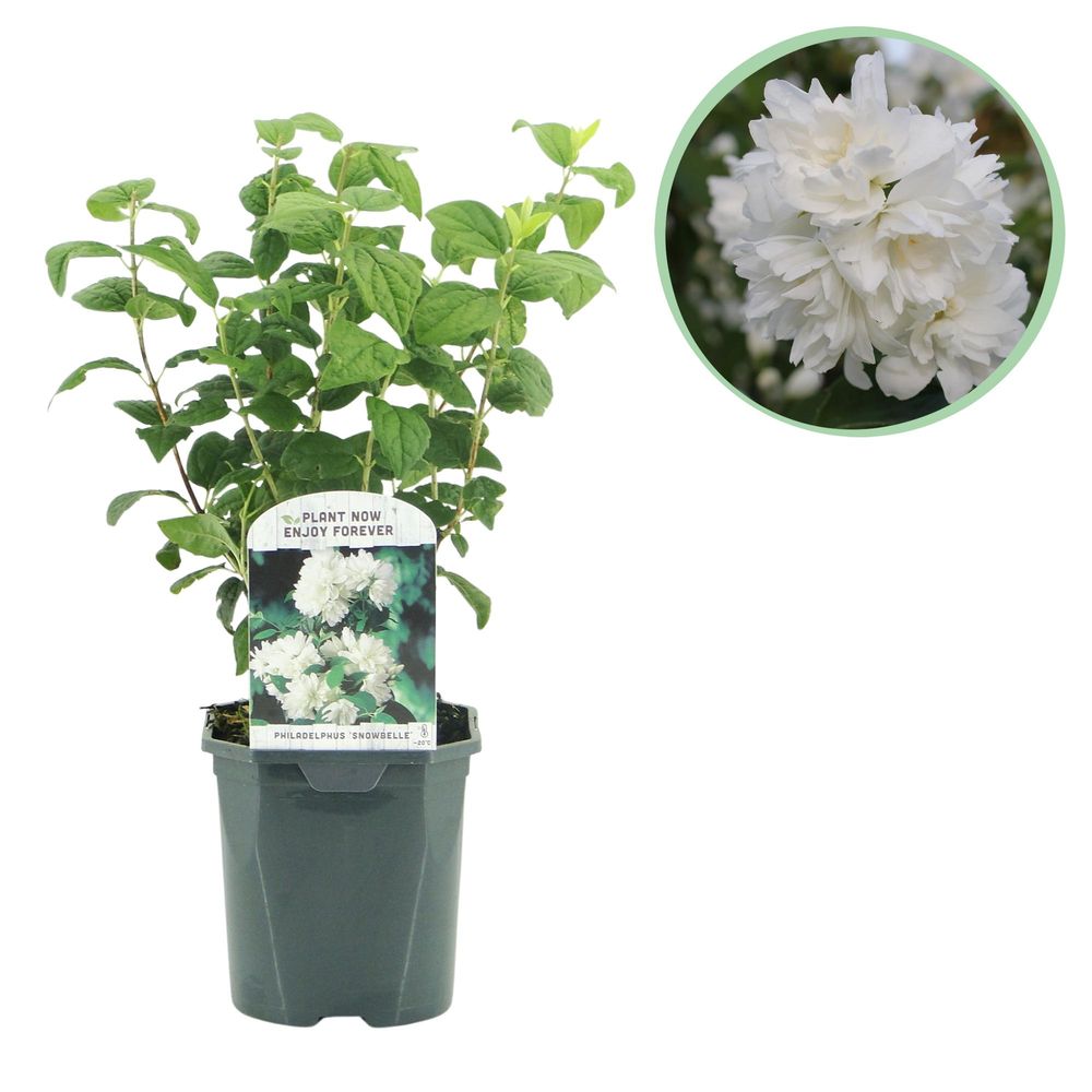 Seringat 'snowbelle' - pot 17 cm - hauteur 40 cm