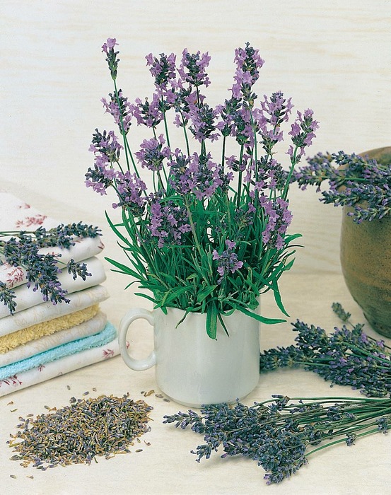 Lavande - lot de 2 godets