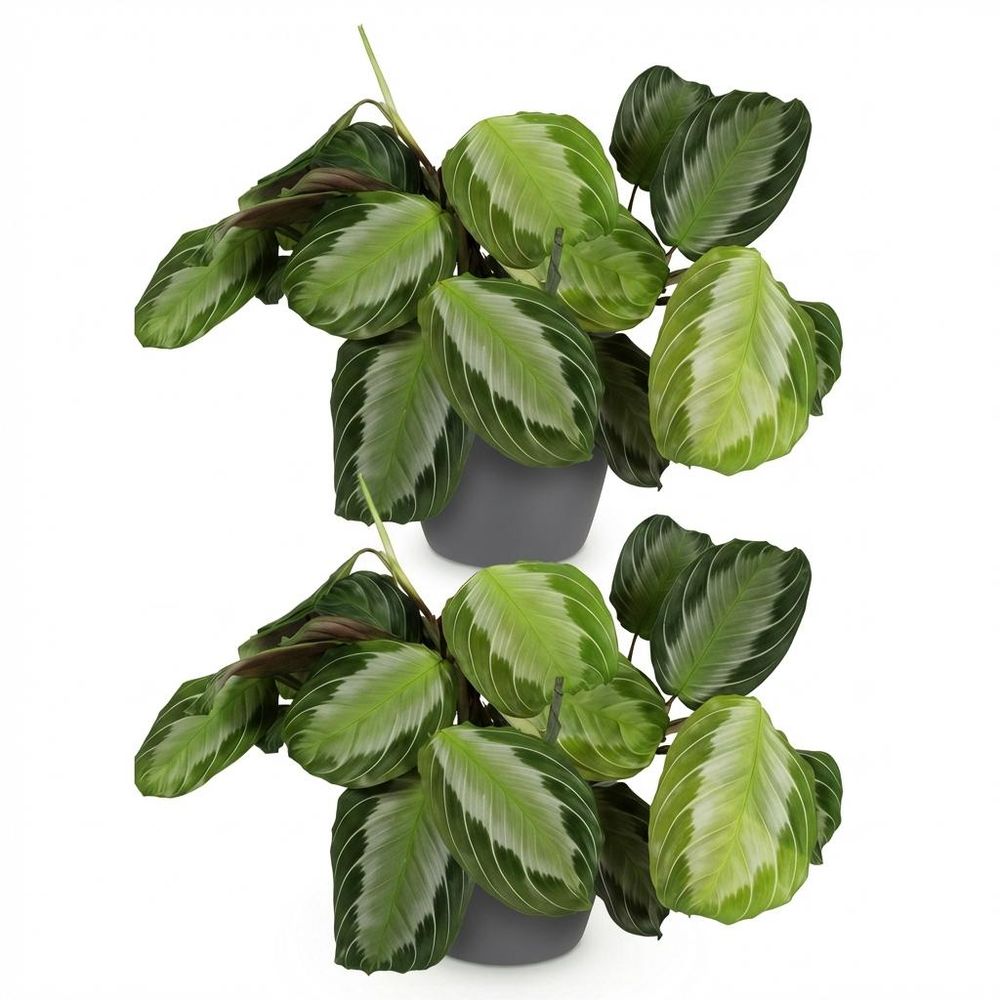 Maranta fascinator silverband - pet-friendly - pot de 12cm - hauteur 25-35cm
