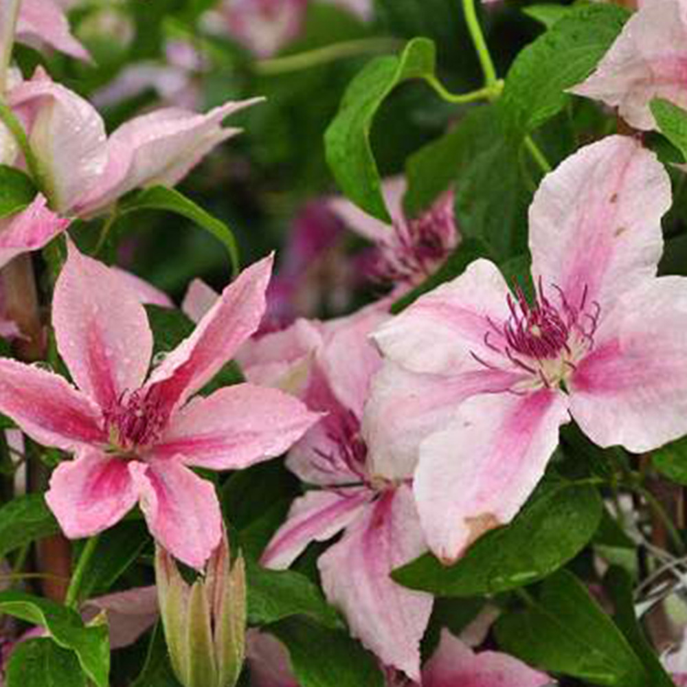 2 x clématite 'pink fantasy' - clematis 'pink fantasy' - 50-60 cm pot