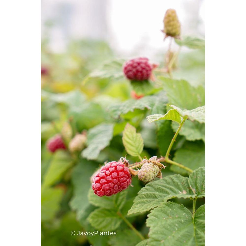 Mûrier framboisier 'tayberry' - en pot de 1,5 litres