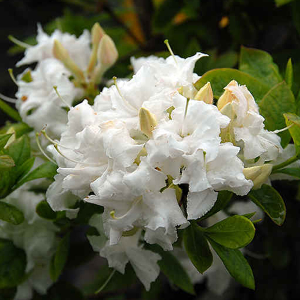 Azalée caduque knaphill blanc - azalea knaphill wit - 60-80 cm pot