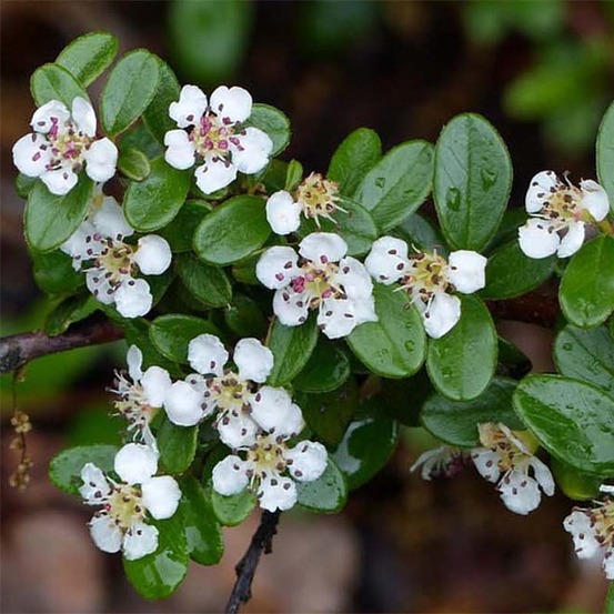 Cotonéaster 'skogholm' godet de 8/9 cm