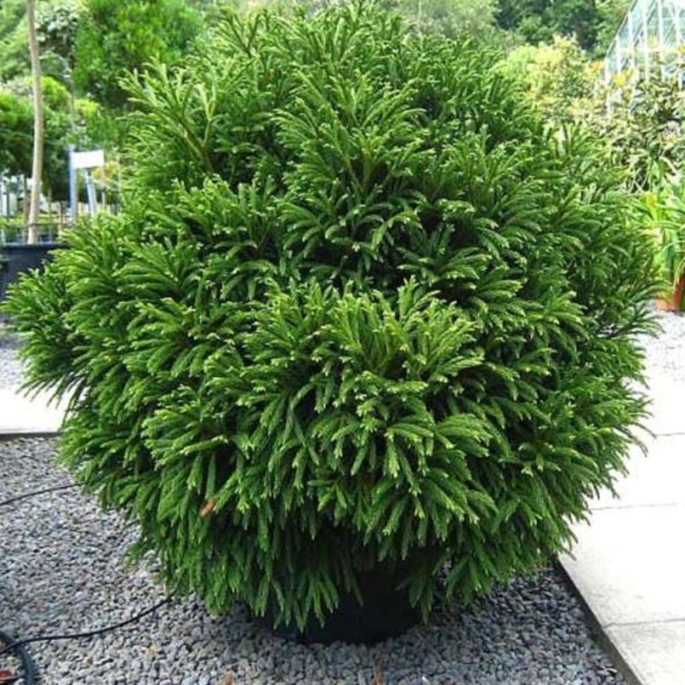 Cèdre du japon 'globosa nana' pot de 7,5l/10l