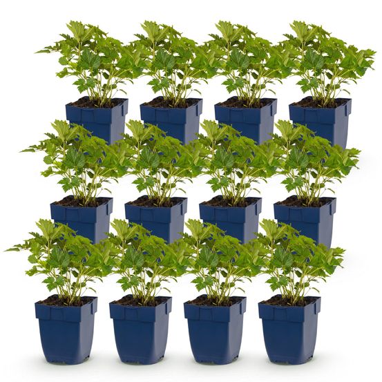 Astilbe 'pumila' - lot de 12 - pot 11 cm - hauteur 25 cm - plante d'extérieur