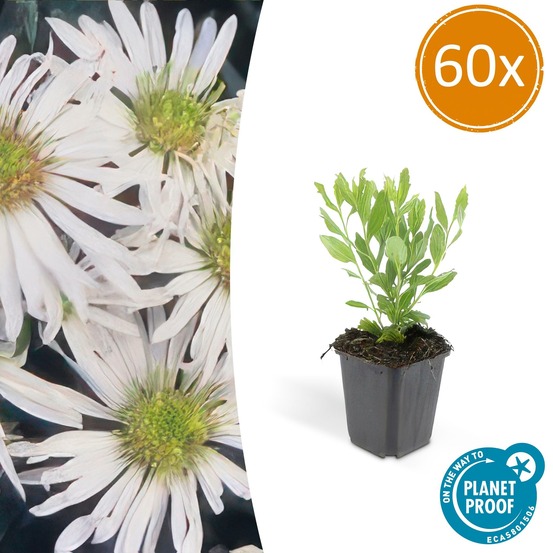 Aster du japon 'ashvi' x60 – entre 3,75 et 5m2