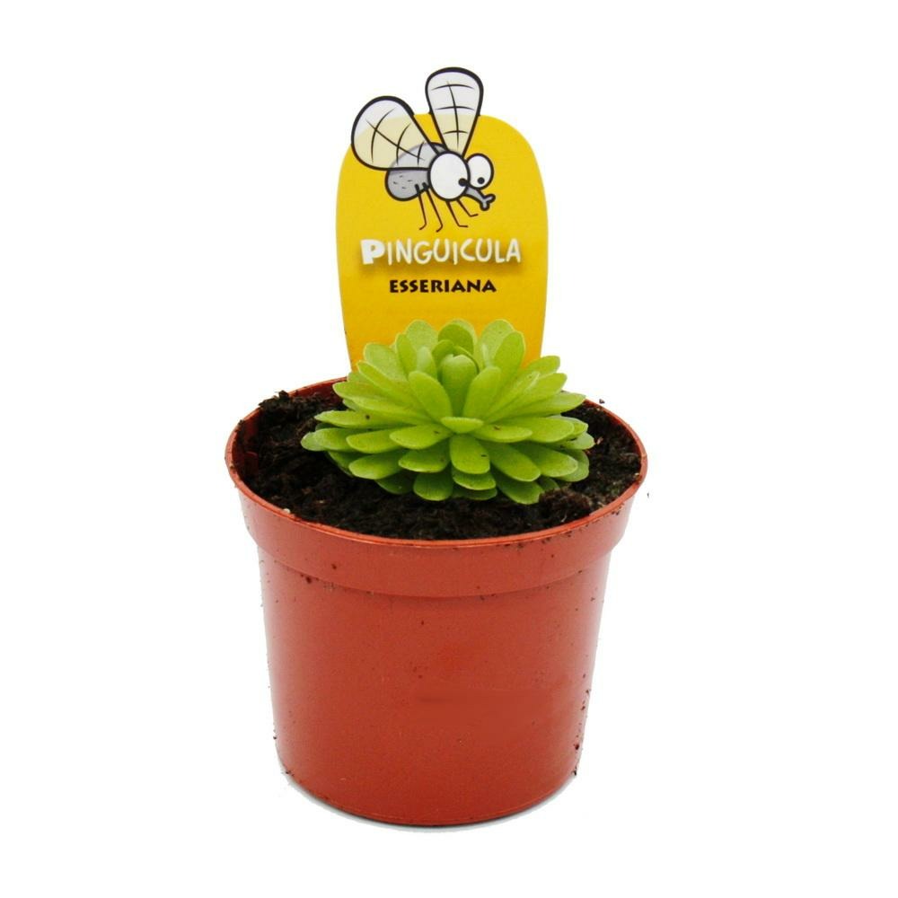 Plante carnivore - pinguicula esseriana - pot 9cm