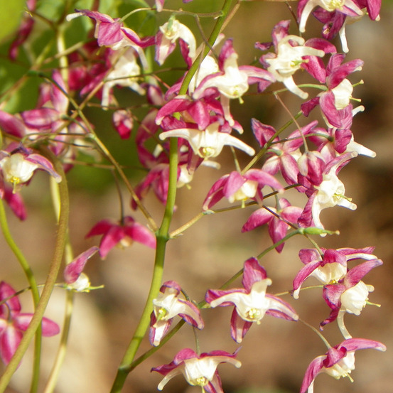 6 x fleur des elfes à grandes fleurs - epimedium grandiflorum 'red beauty' - godet 9cm x 9cm