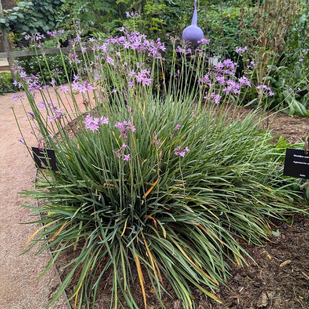 Tulbaghia violacea lot de 5 godets
