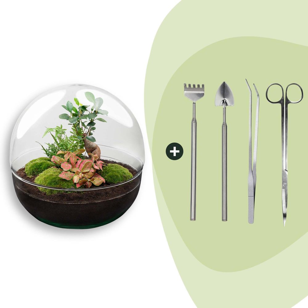 Terrarium à composer boule en verre recyclé - ø30-h30cm - avec kit 4 outils - ficus ginseng - terrarium diy