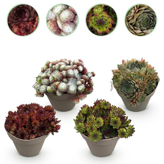 Joubarbe 'big sam' - lot de 4 - pot 14 cm - hauteur 17 cm - plante d'extérieur