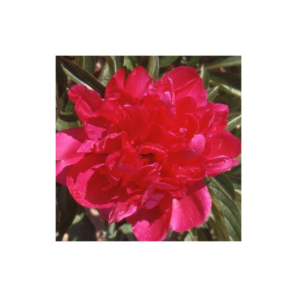 Pivoine herbacée richard carvel pot de 2l - 10/20 cm