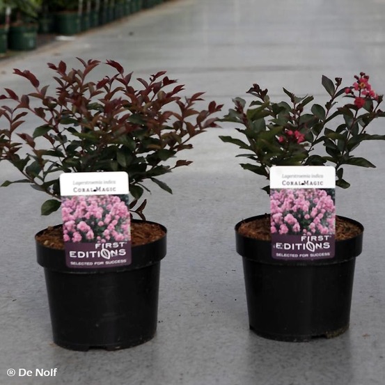 Lilas des indes 'coral magic' pot de 2l/3l