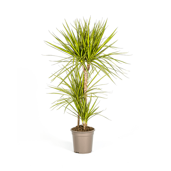 Dracaena marginata sunray ø21cm - ↕100-110cm - plantes d'intérieur