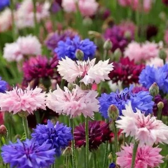 Graines de fleurs, graines de centaurea cyanus mélangées, environ 180 graines par paquet, 5 paquets