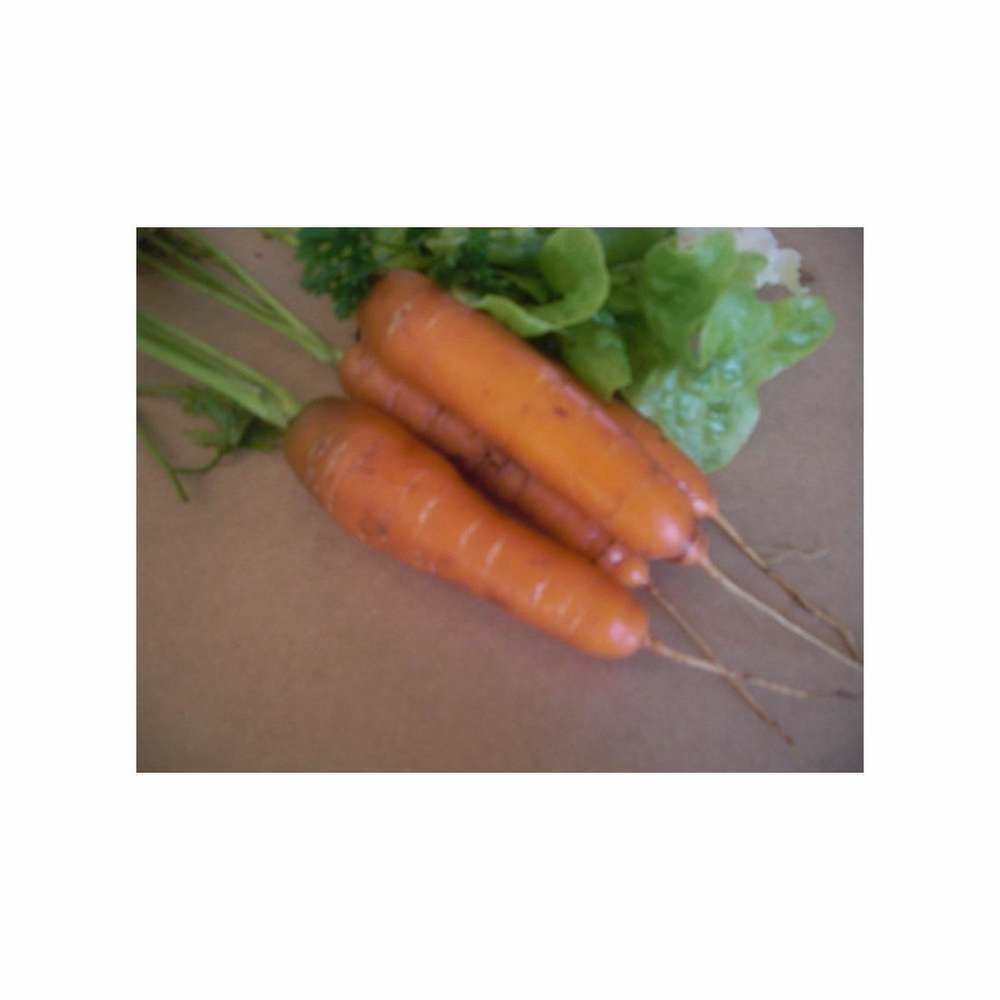 Graines de carotte touchon