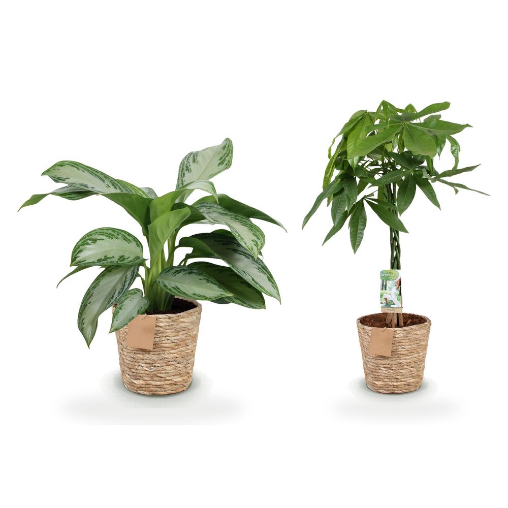 Bureau feng shui — pachira aquatica tige tressée & aglaonema silver bay — lot de 2 plantes