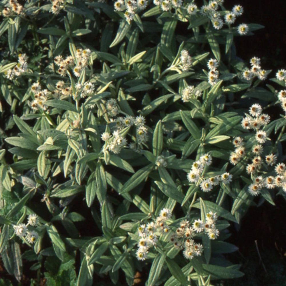 Immortelle de l'himalaya lot de 3 godets