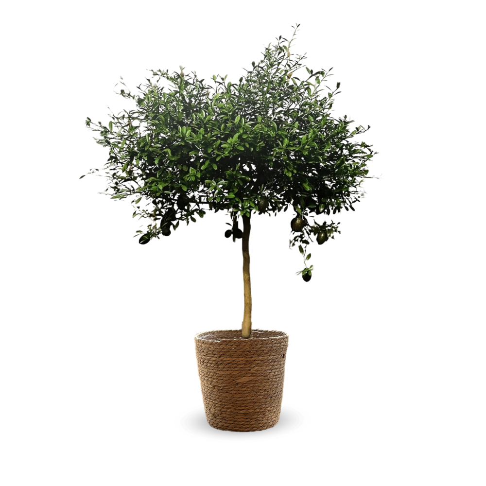 Citron caviar rouge avec panier en jonc de mer - agrume méditerranéen - ↕ 75-85 cm - ⌀ 25 cm