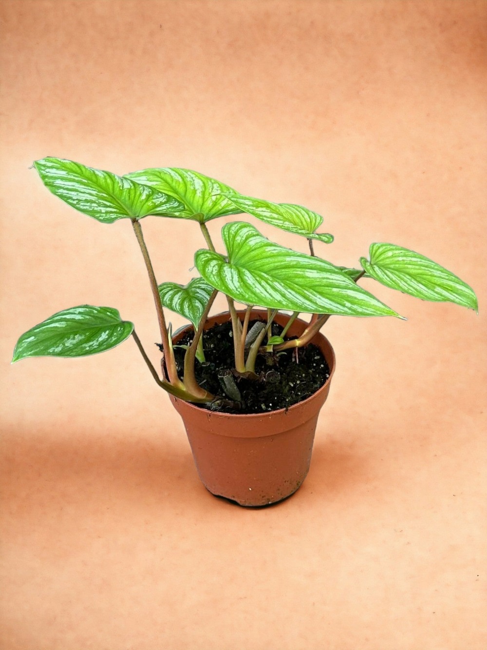 Plante d'intérieur - philodendron mamei 60cm