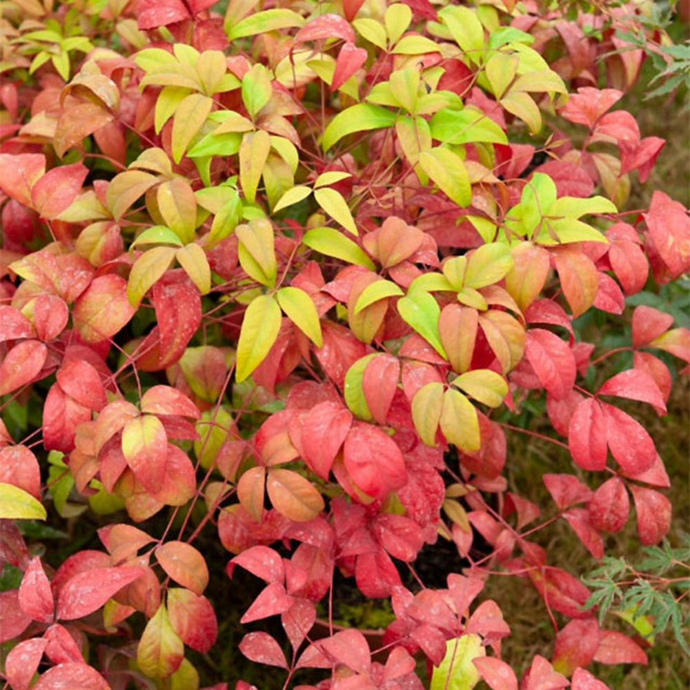 Bambou sacré fire power - le pot / 2l / hauteur livrée 20-25cm