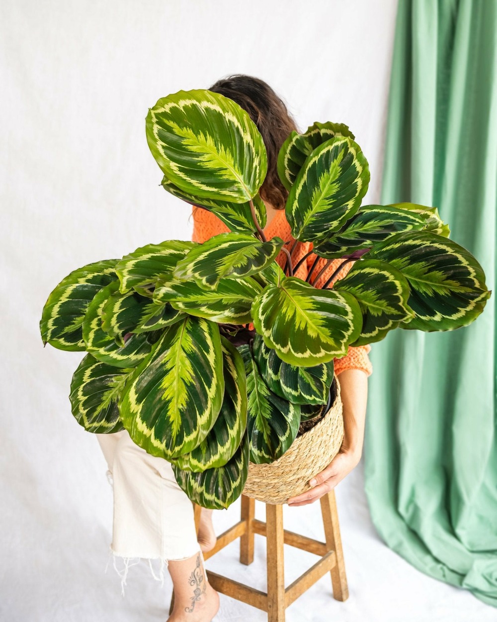 Calathea médaillon 75cm - plante d'intérieur
