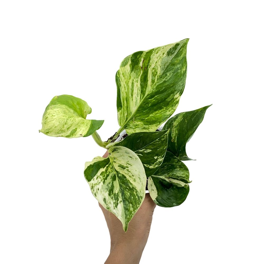 Epipremnum manjula - pot de 9cm - plantes d'intérieur