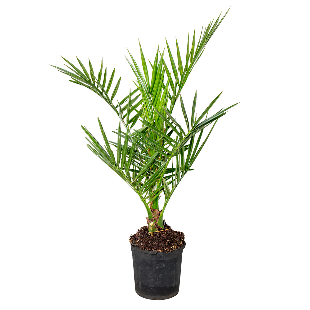 Phoenix canariensis - palmier des canaries - palmier rustique - hauteur 50-70 cm - pot 15 cm