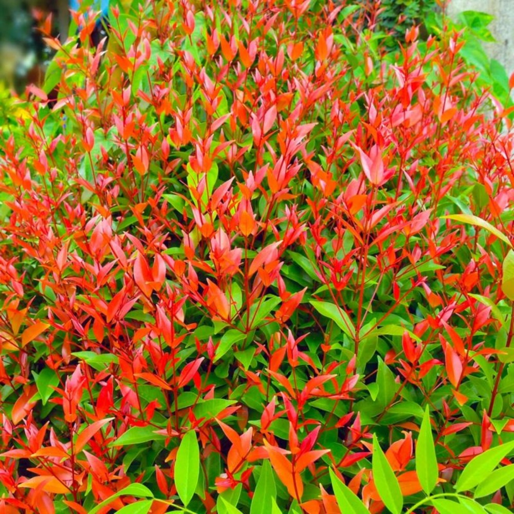 Bambou sacré (nandina domestica)