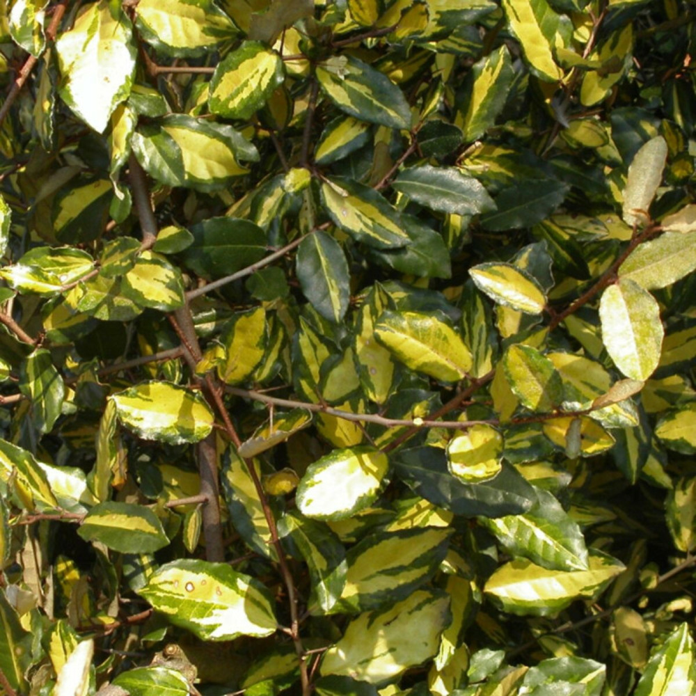 Elaeagnus piquant maculata, chalef pot de 3l - 40/60 cm