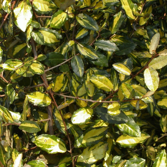 Elaeagnus piquant maculata, chalef pot de 3l - 40/60 cm