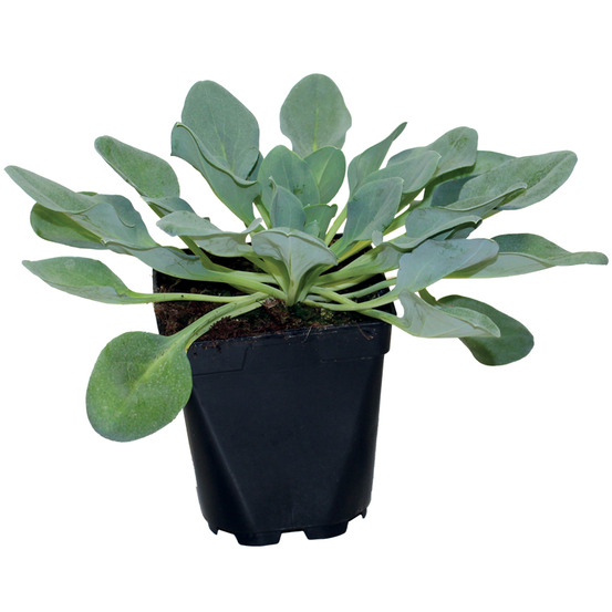 Plant de Plante a huitre (mertensia maritima) pot de 1l