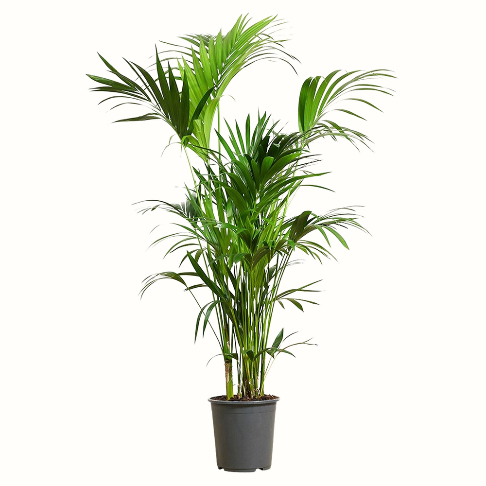 Palmier kentia - howea forsteriana - 170cm