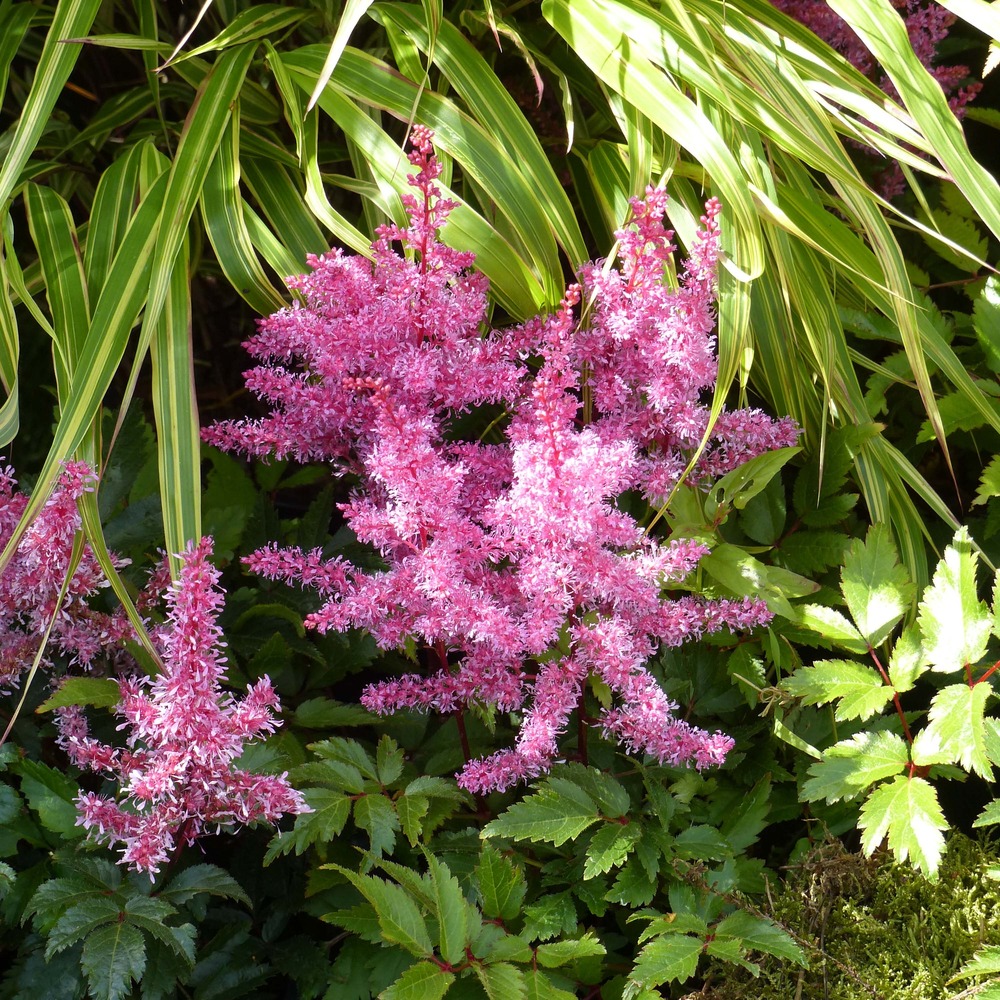 Astilbe 'younique ruby red ' pot de 2l/3l