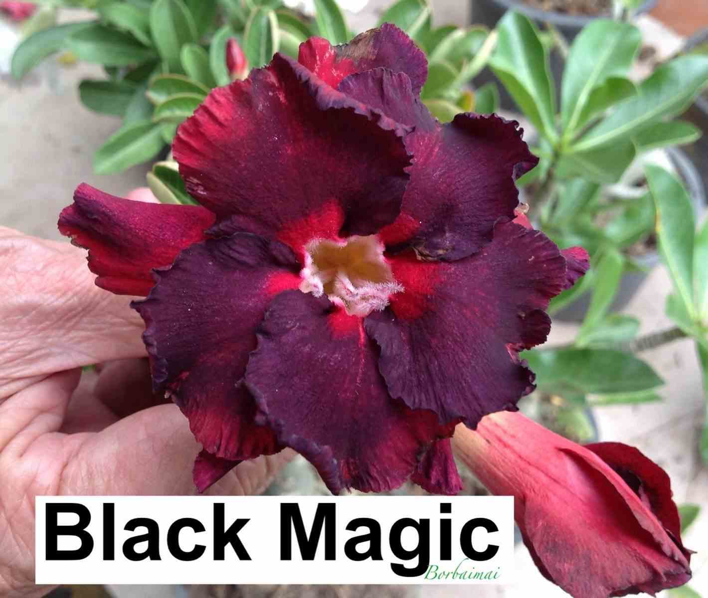 Adenium obesum cv.black magic   noir - taille caudex d'environ 2000g 25/30cm très gros caudex