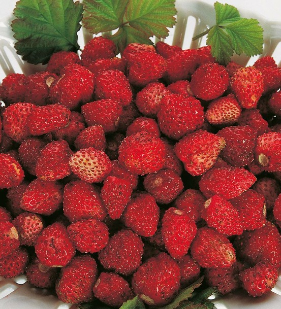 Fraisier reine des vallees - 20 plants