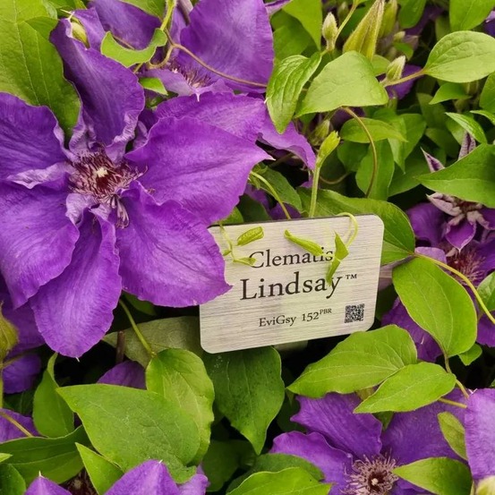 Clématite lindsay™ 'evigsy152' pot de 1,5l - tuteur bambou 30/60 cm