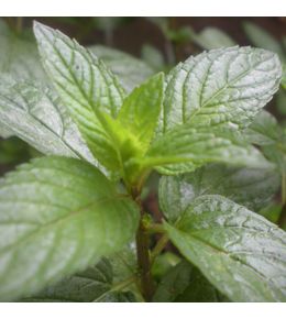 Menthe 'romana rossa' godet de 8/9 cm