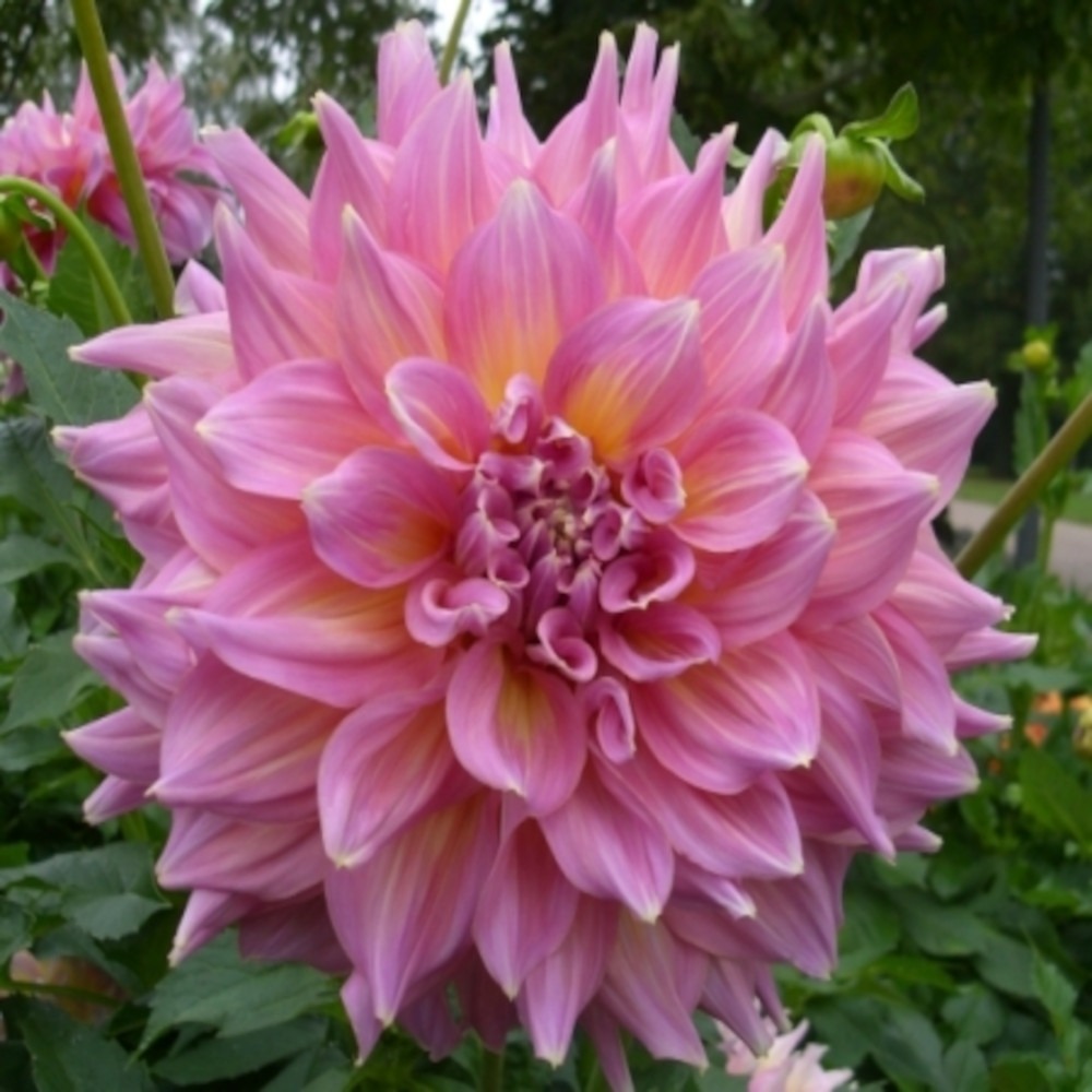 Dahlia géant décoratif 'kid's climax' bulbe calibre i