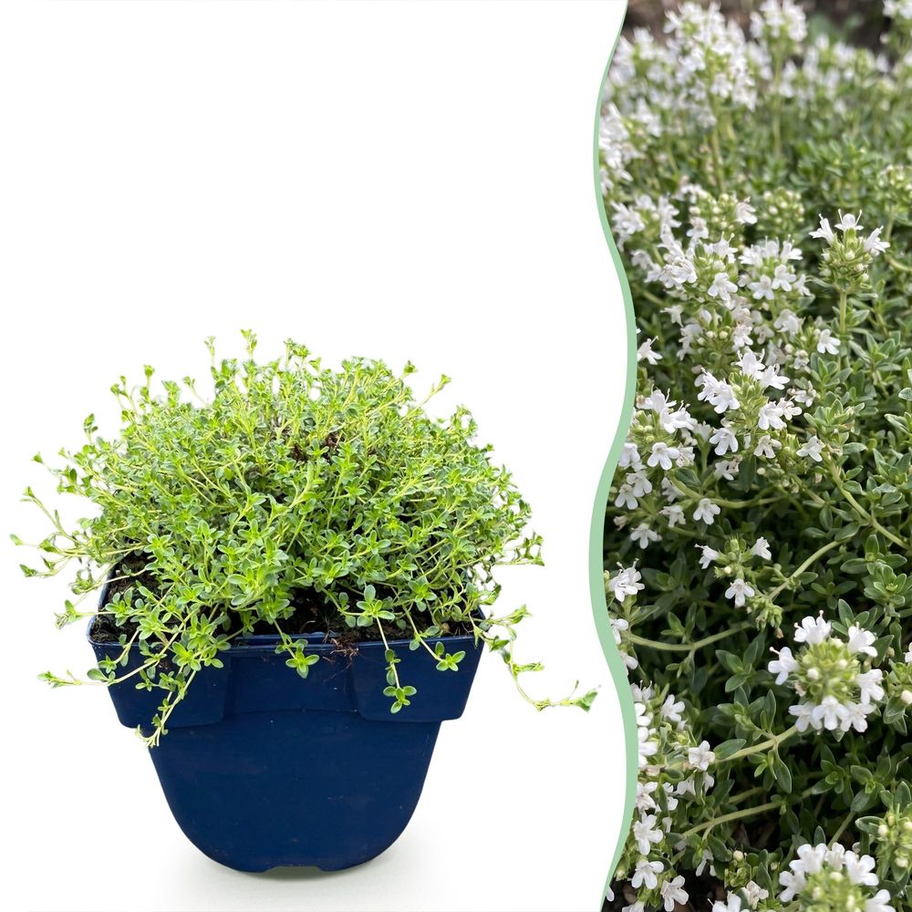 Thym 'albiflorus' - lot de 24 - pot 11 cm - hauteur 25 cm