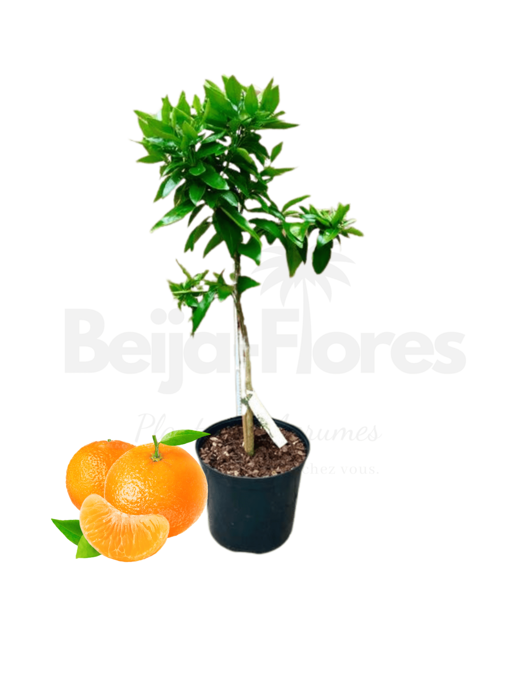 Clémentinier en pot de 3l 70-110cm