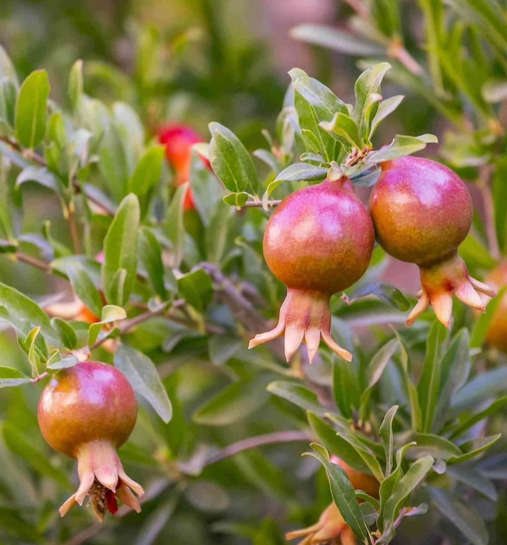 Collection de 6 fruitiers exotiques rustiques pour votre jardin